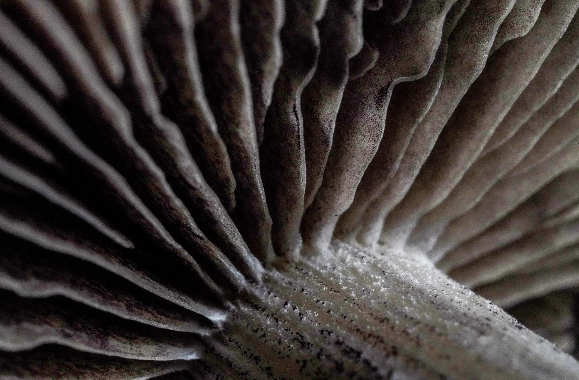 Owner archive macro photograph of gill structure, the source of the drawn specimen