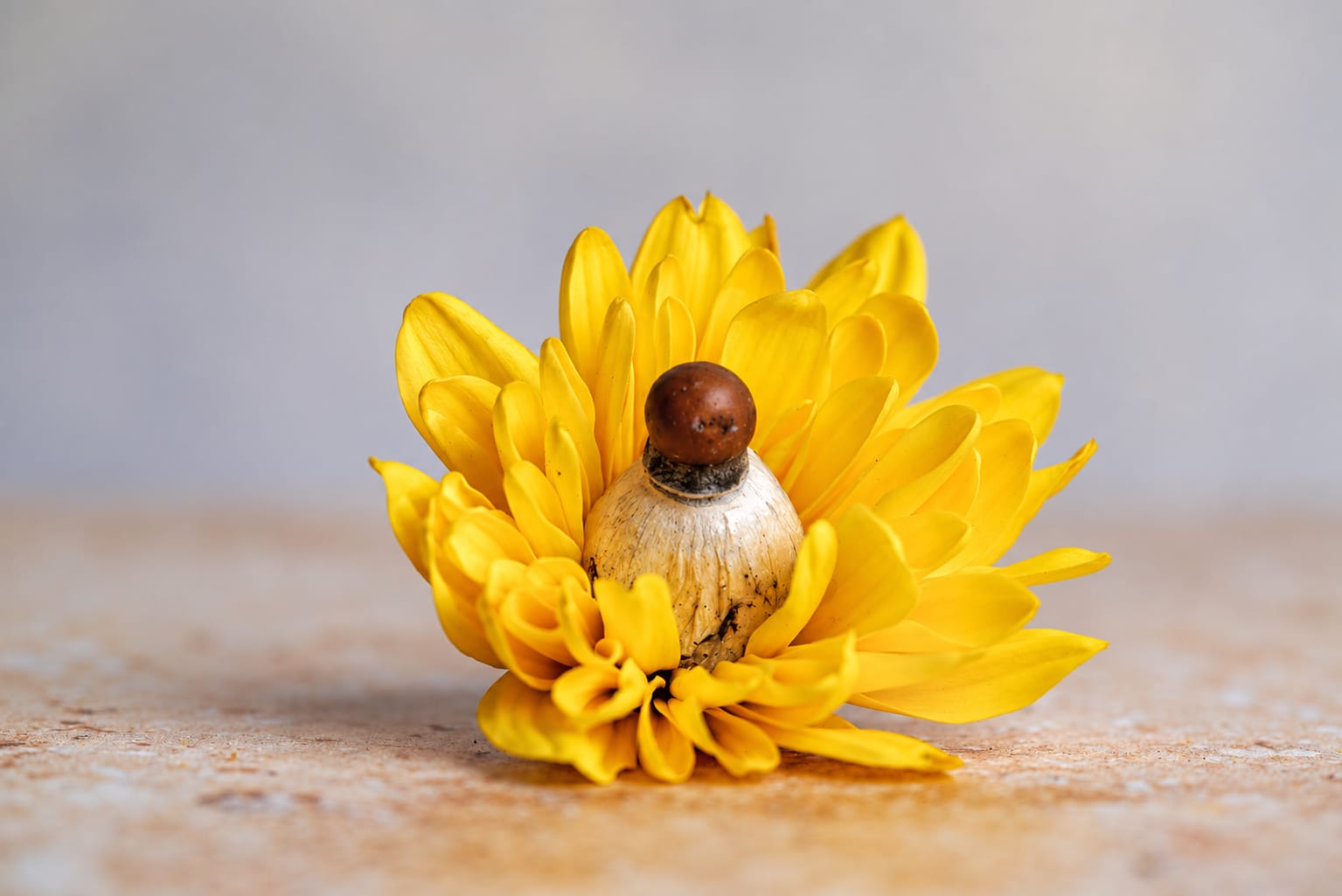 A small cap set in a yellow flower