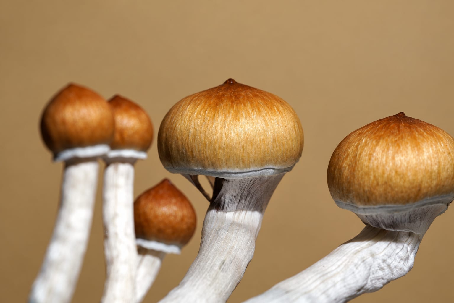 A cluster of golden caps on warm tan