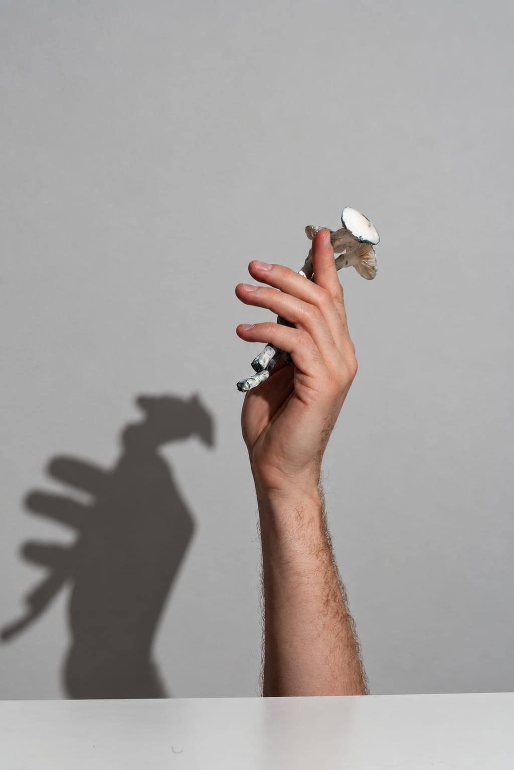 A hand holding a single mushroom up against a grey wall