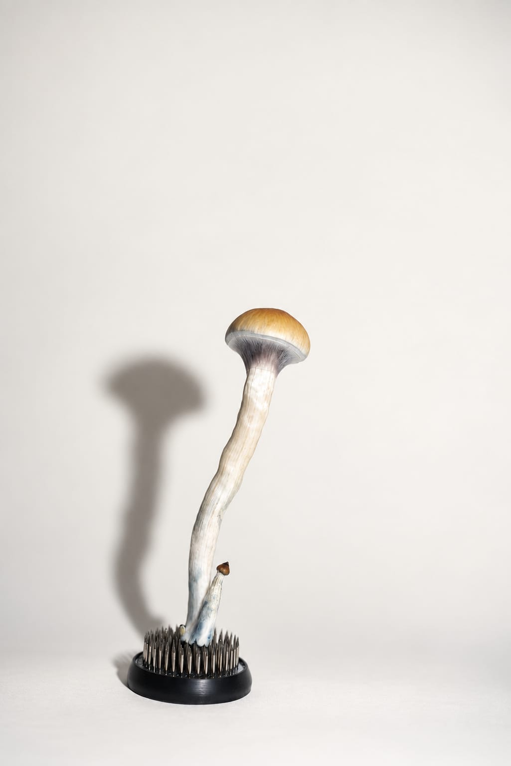 One stem and its long shadow