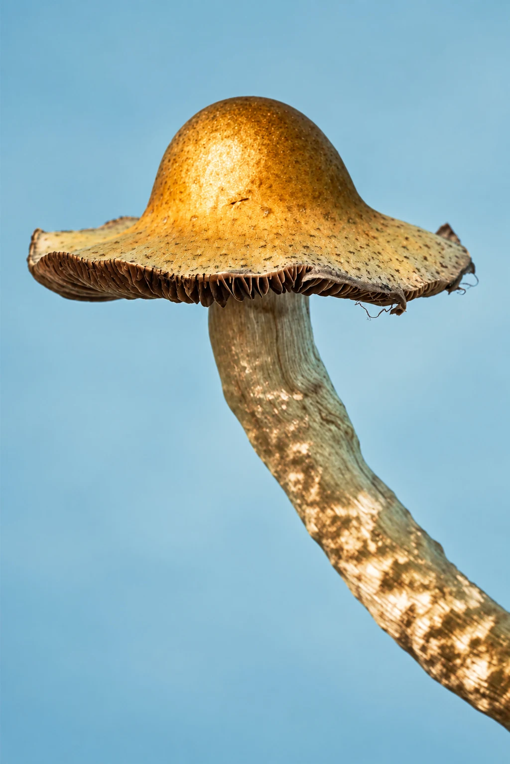 The actual photograph printed on Gold Cap framed print