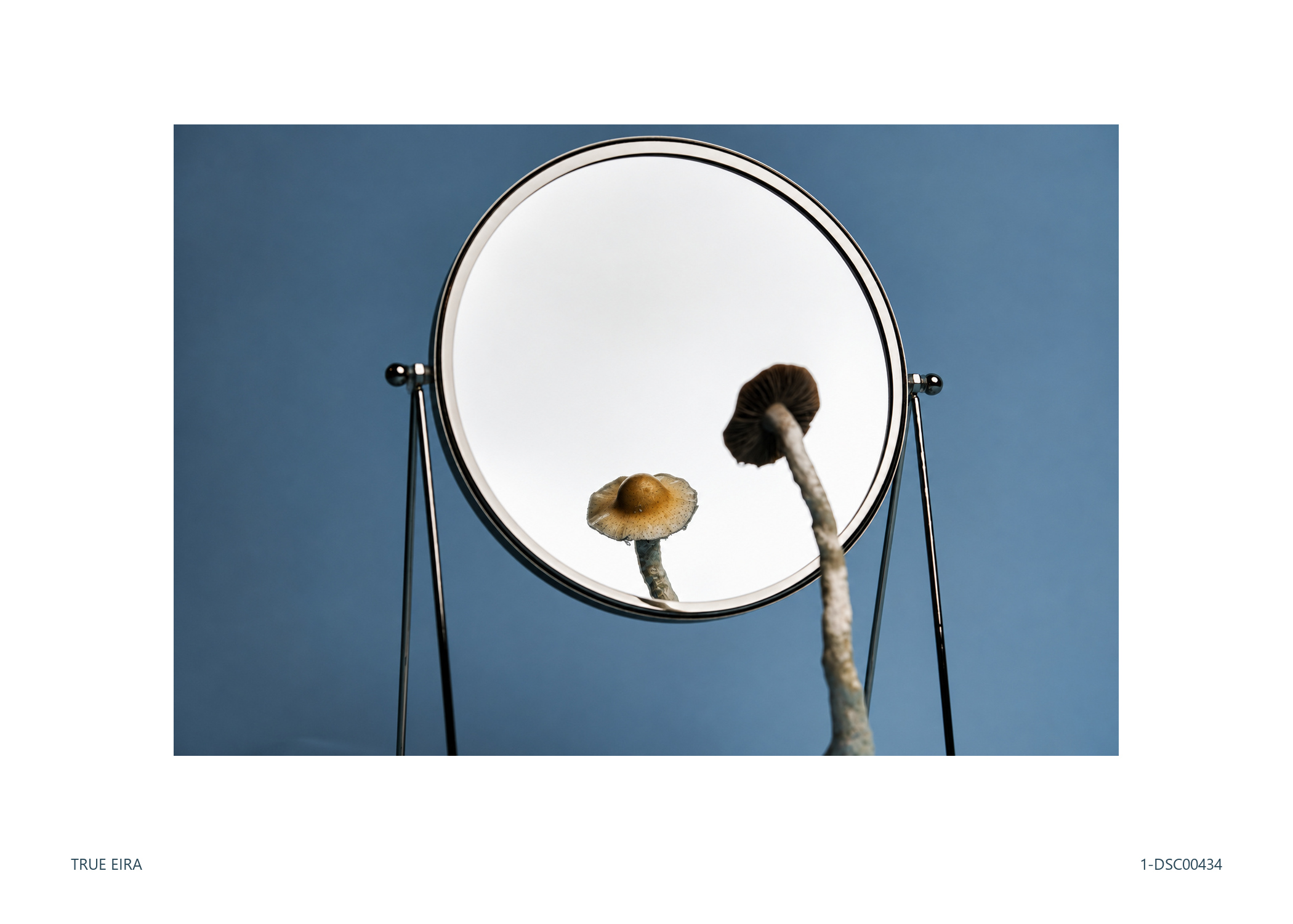 Still life · 1-DSC00434 — exact white-bordered print
