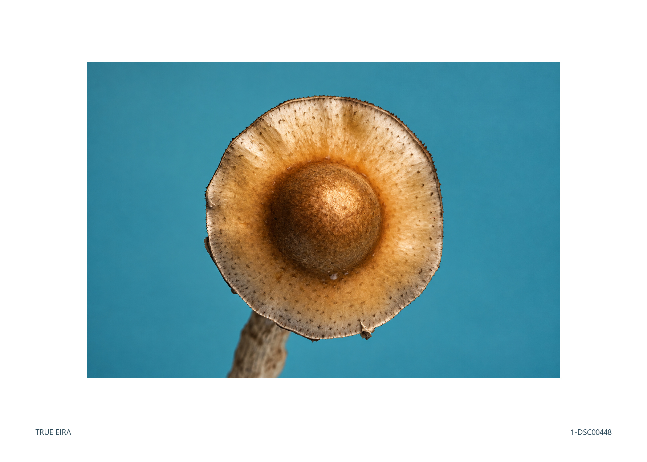 Specimen · 1-DSC00448 — exact white-bordered print