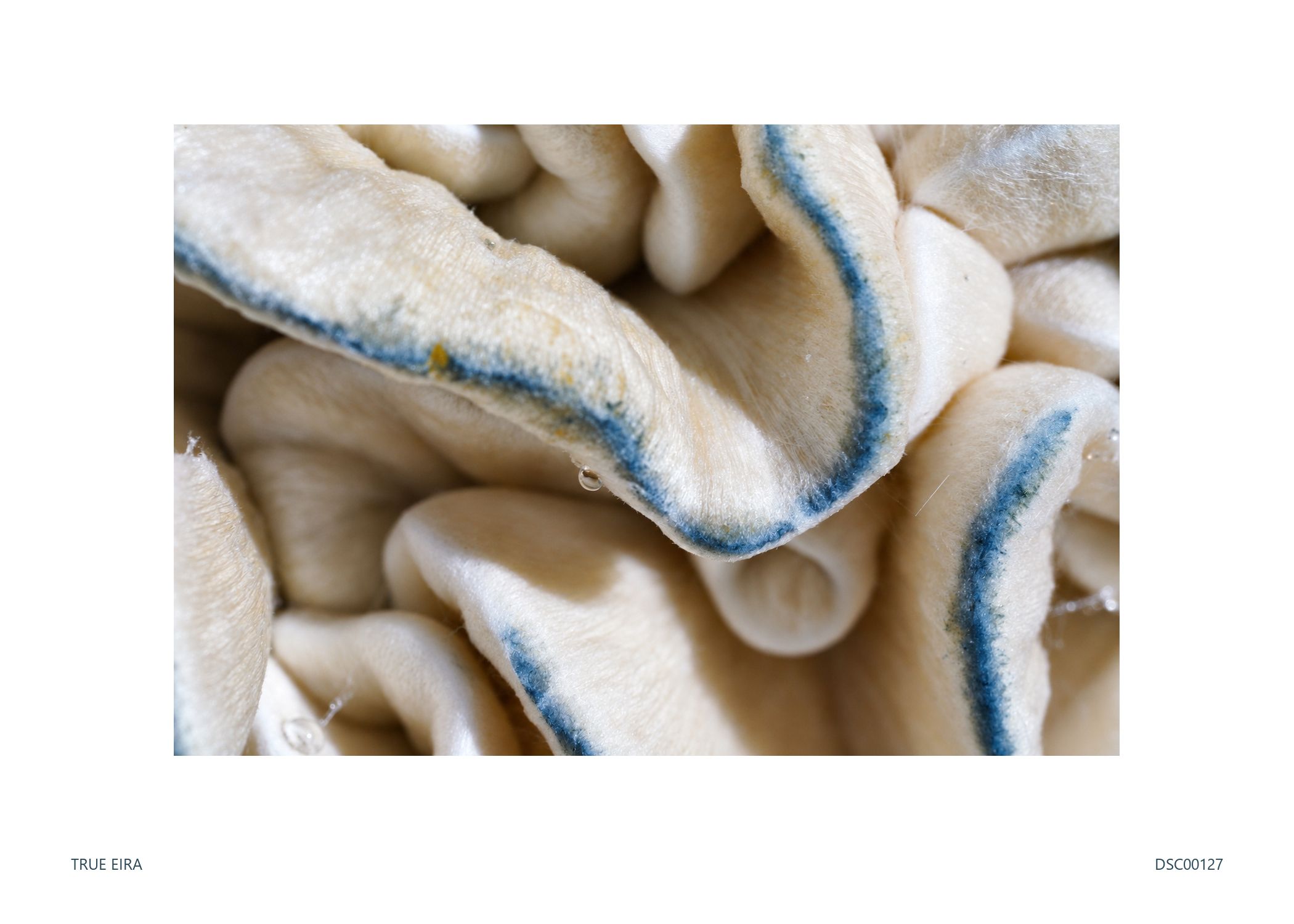 Texture study · DSC00127 — exact white-bordered print