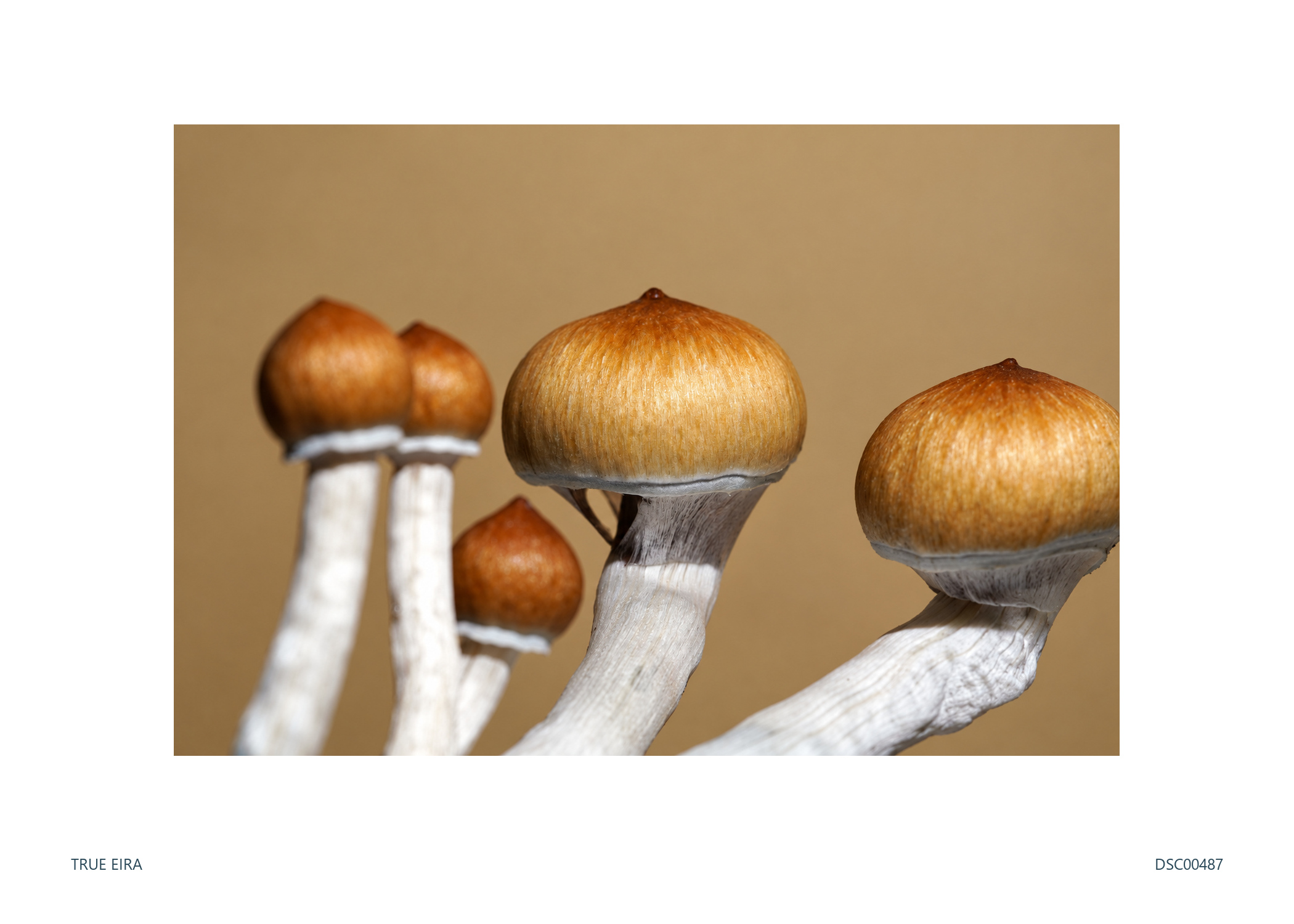 Cluster · DSC00487 — exact white-bordered print