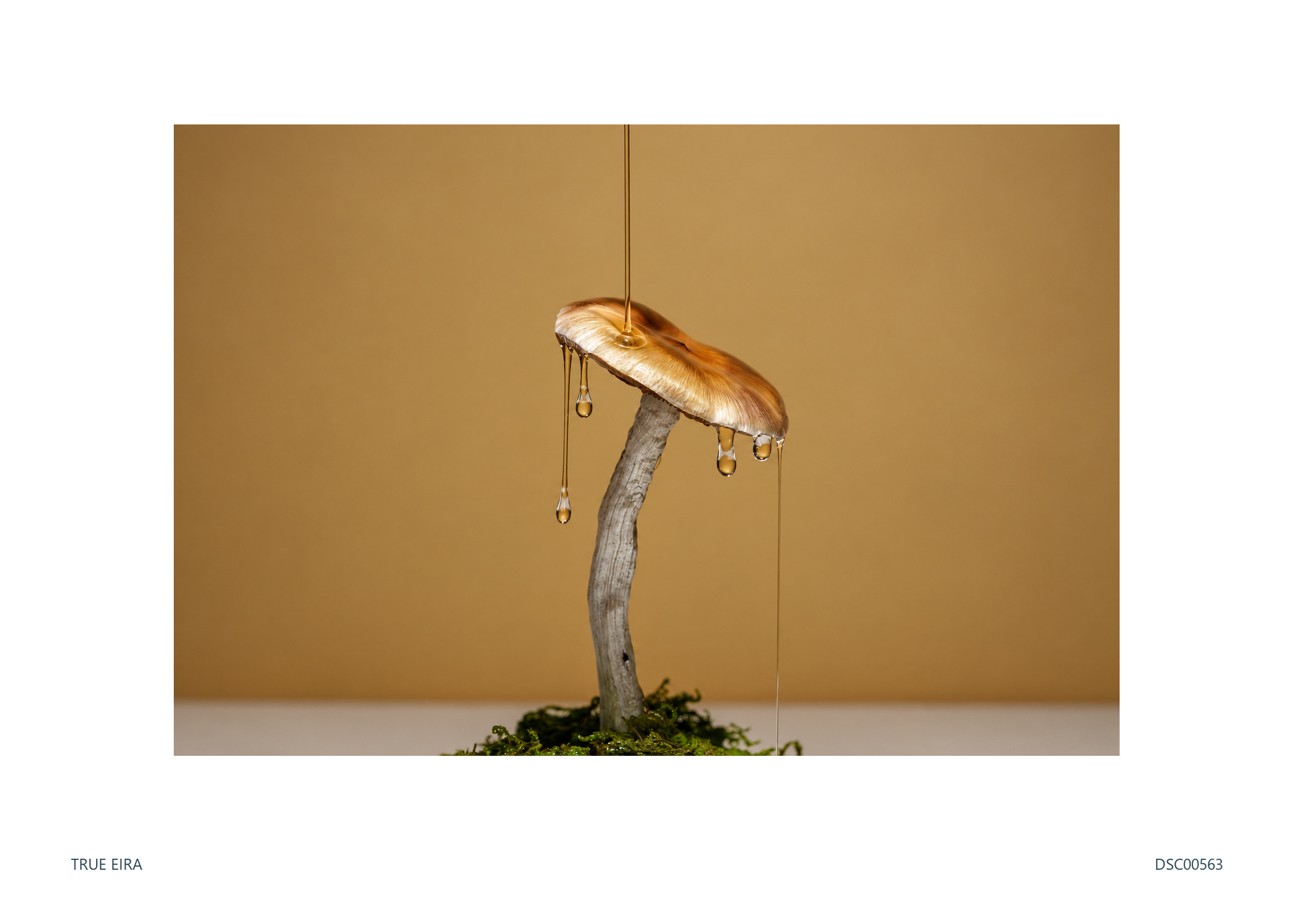 Still life · DSC00563 — exact white-bordered print