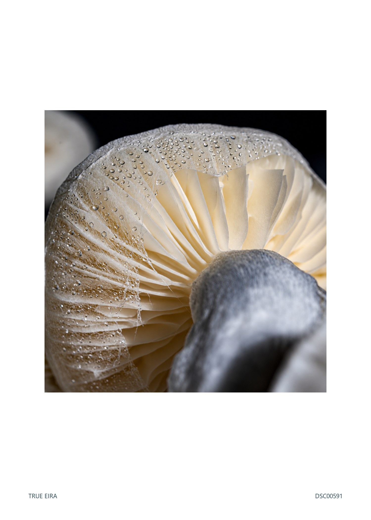 Gill study · DSC00591 — exact white-bordered print
