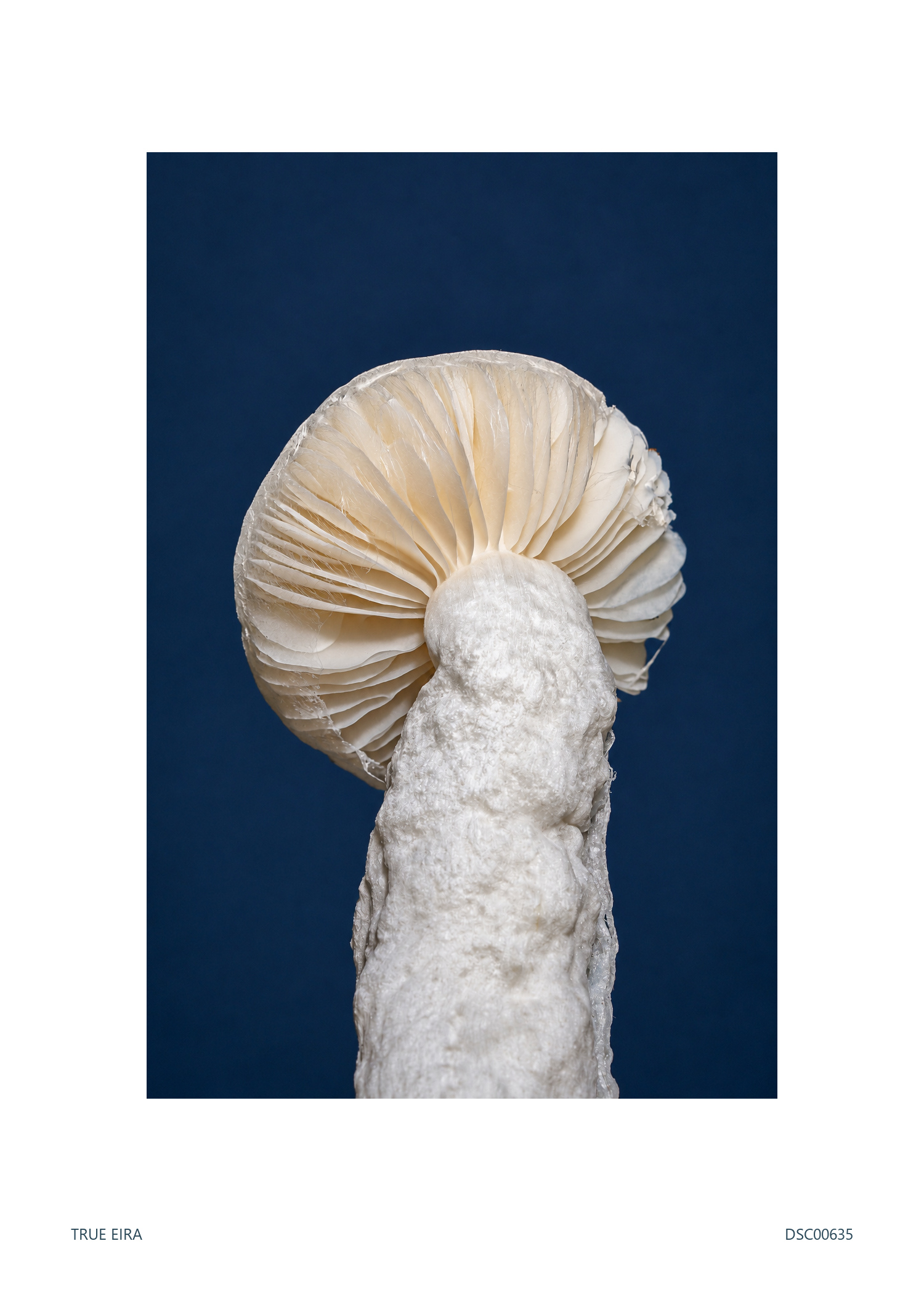 Specimen · DSC00635 — exact white-bordered print