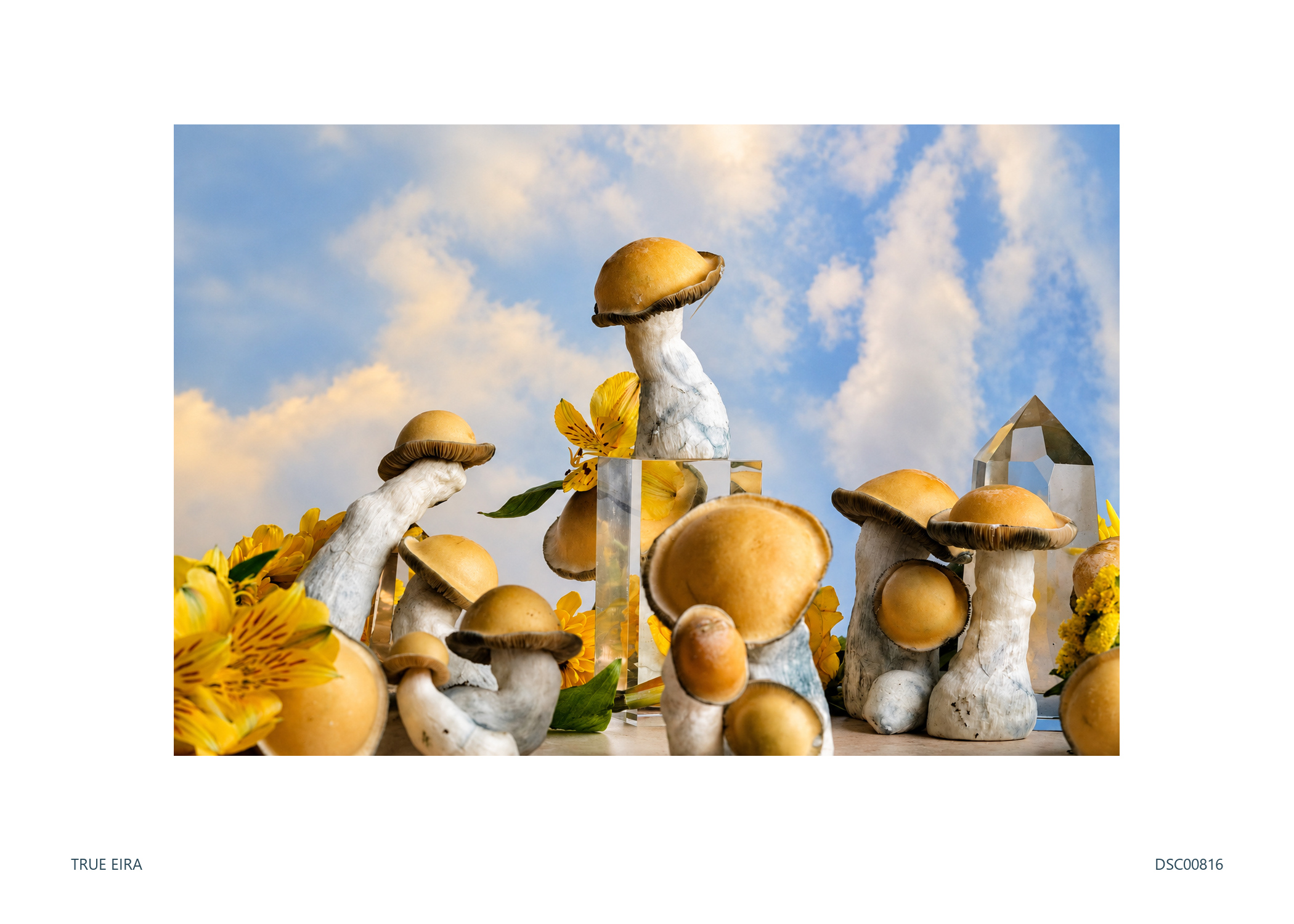 Still life · DSC00816 — exact white-bordered print