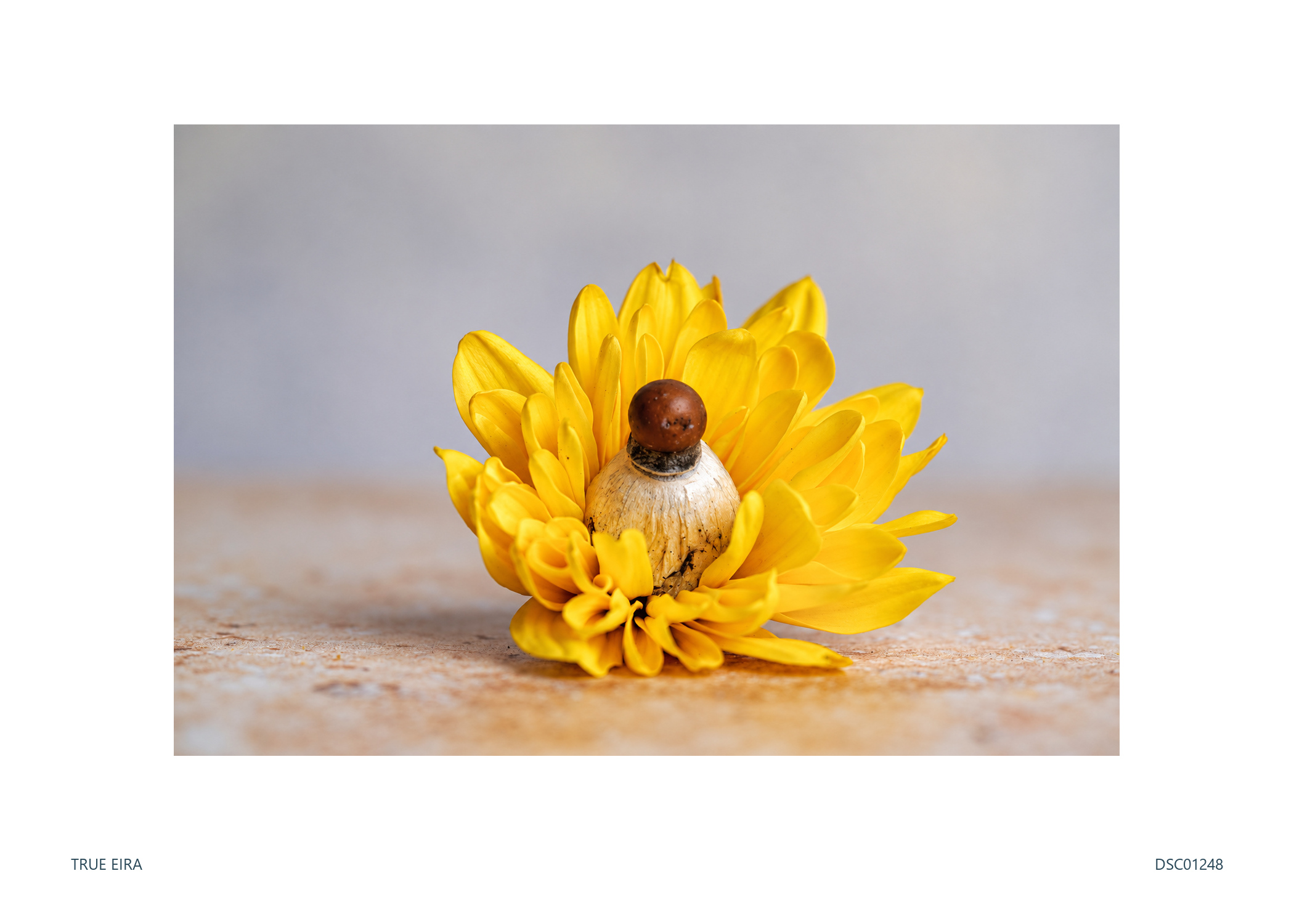 Still life · DSC01248 — exact white-bordered print