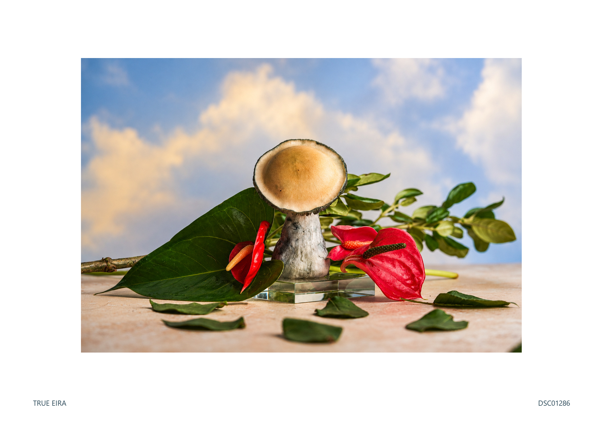 Still life · DSC01286 — exact white-bordered print