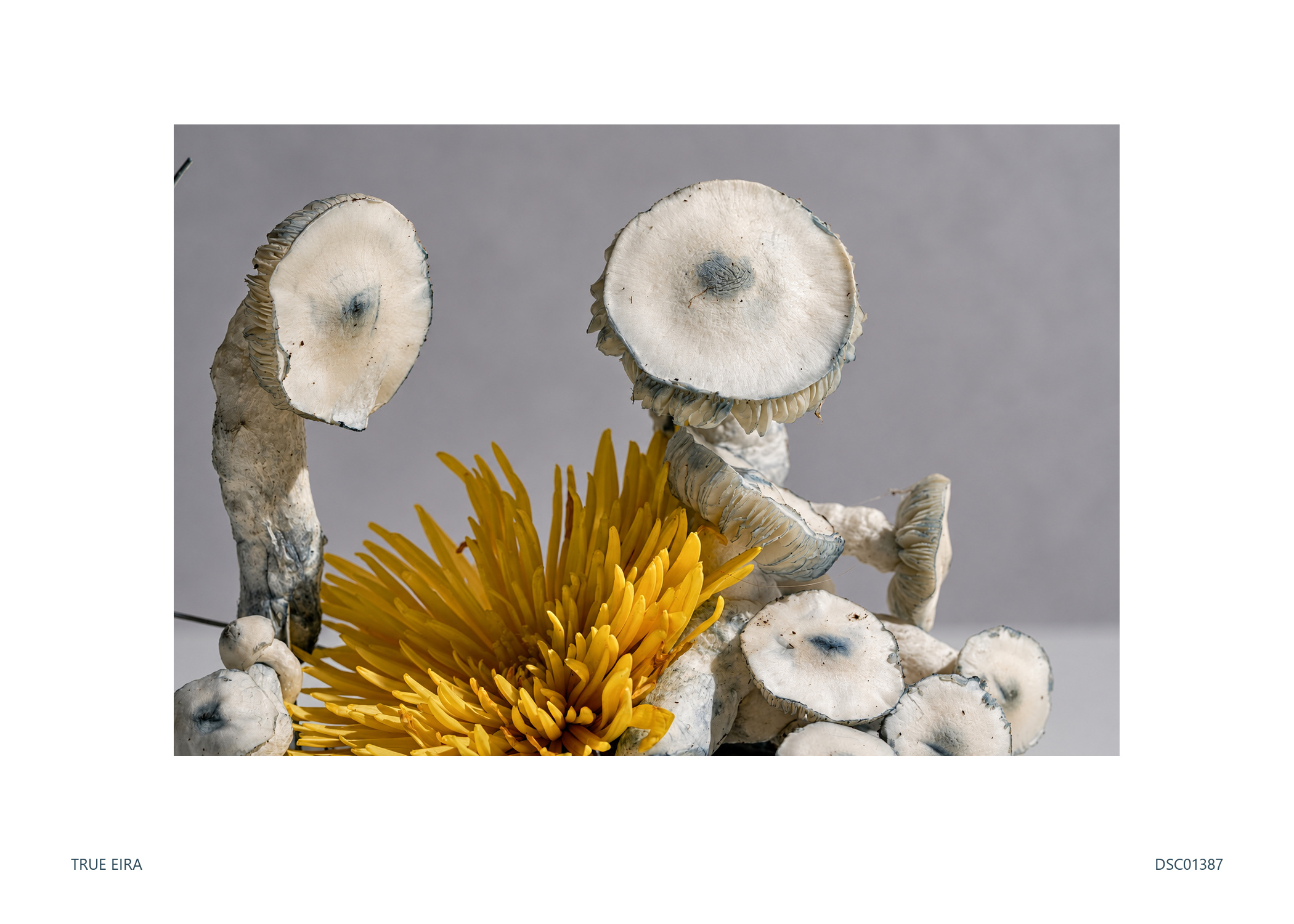 Still life · DSC01387 — exact white-bordered print