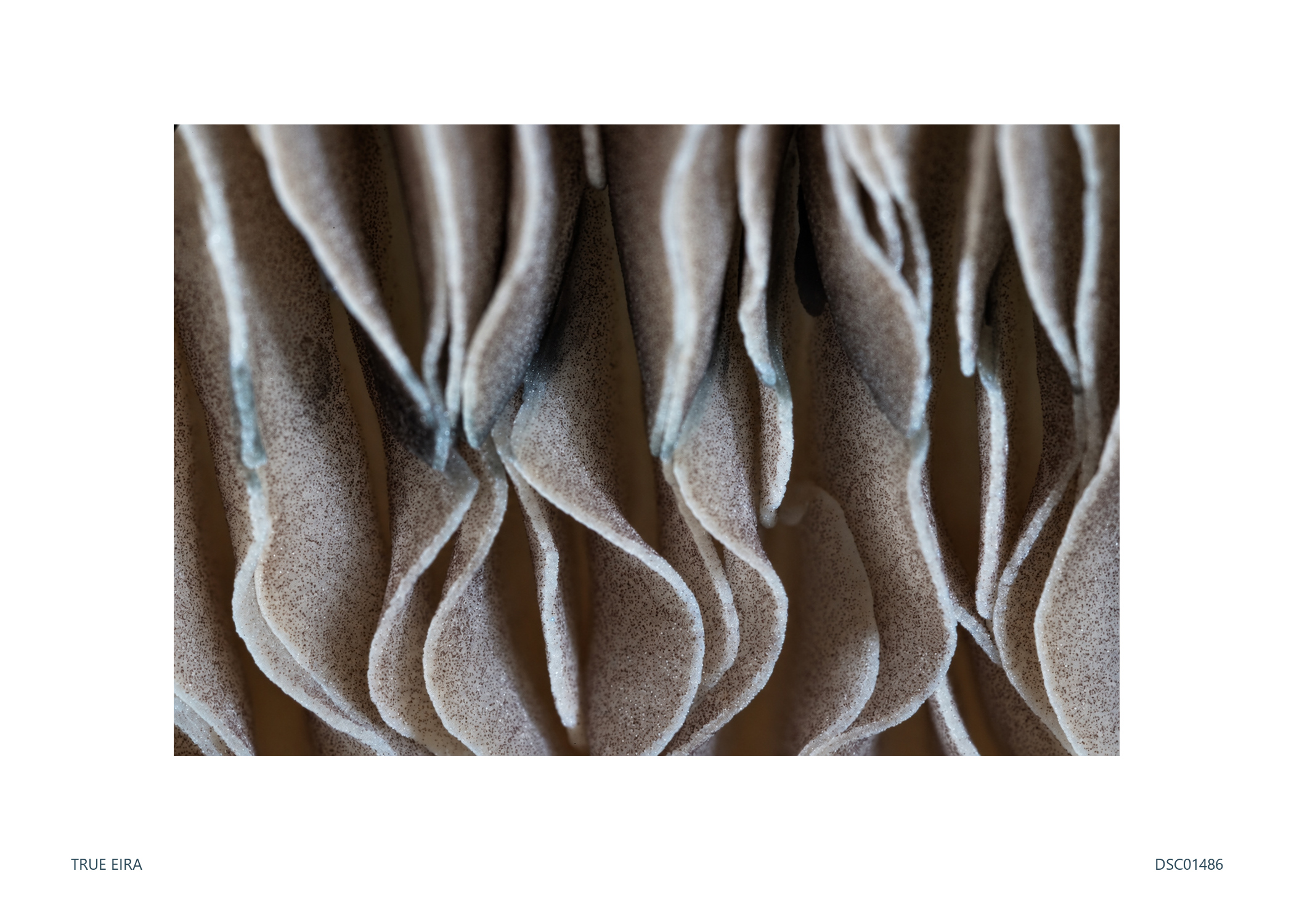 Texture study · DSC01486 — exact white-bordered print
