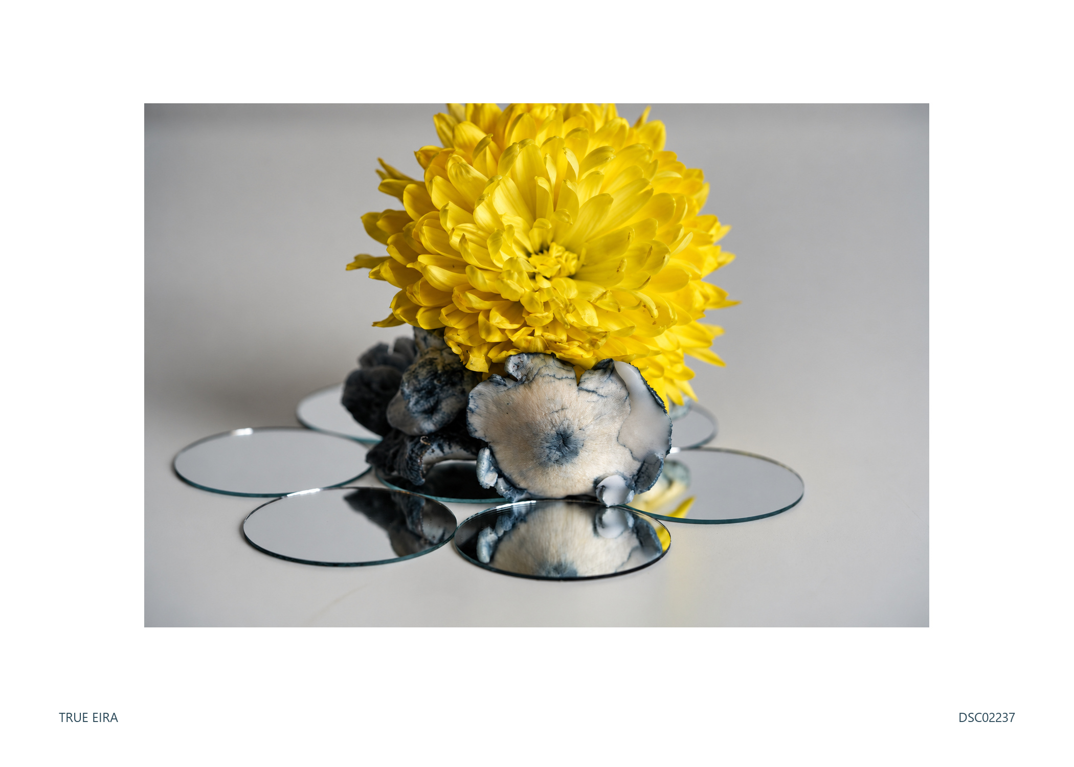 Still life · DSC02237 — exact white-bordered print
