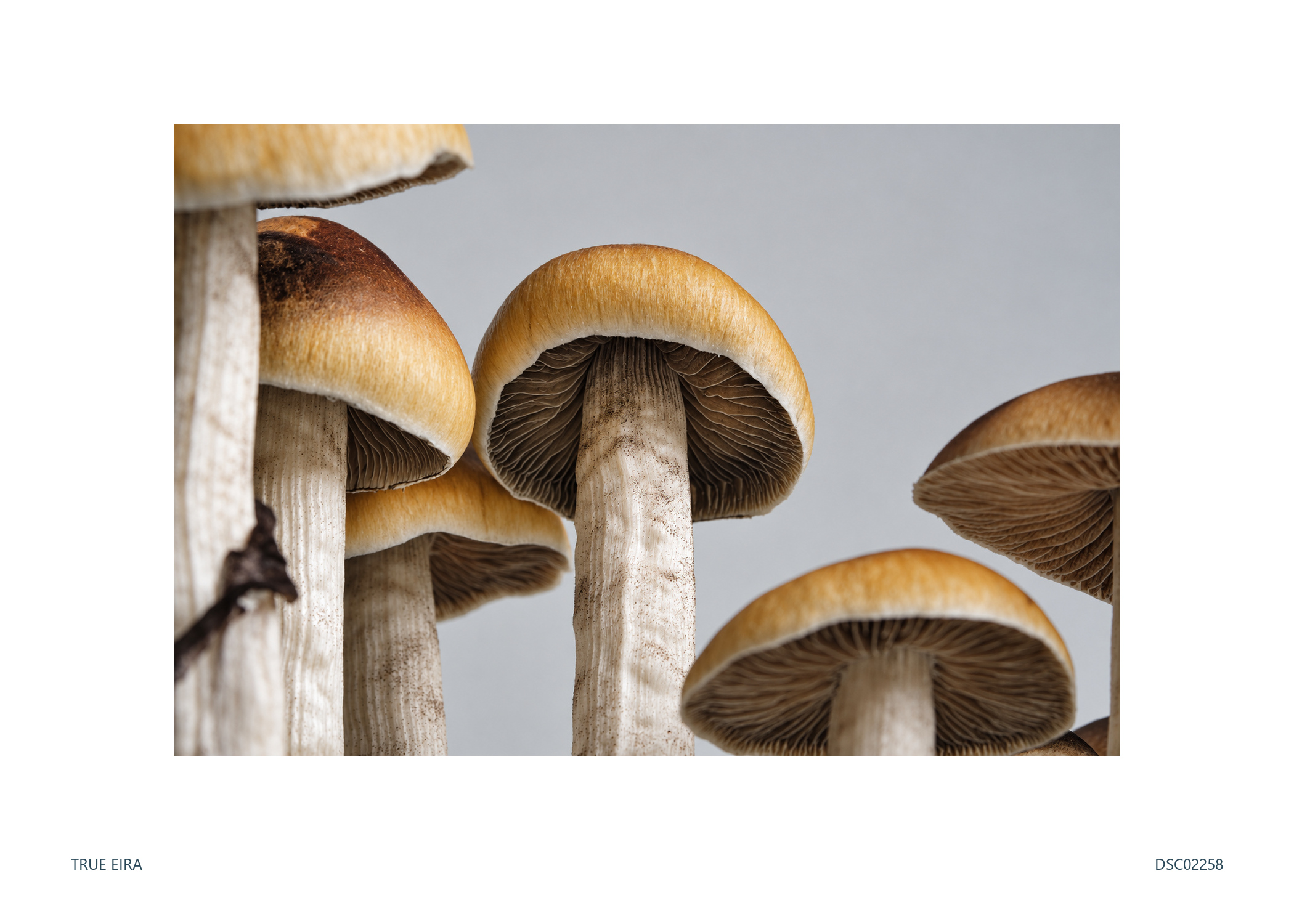 Cluster · DSC02258 — exact white-bordered print