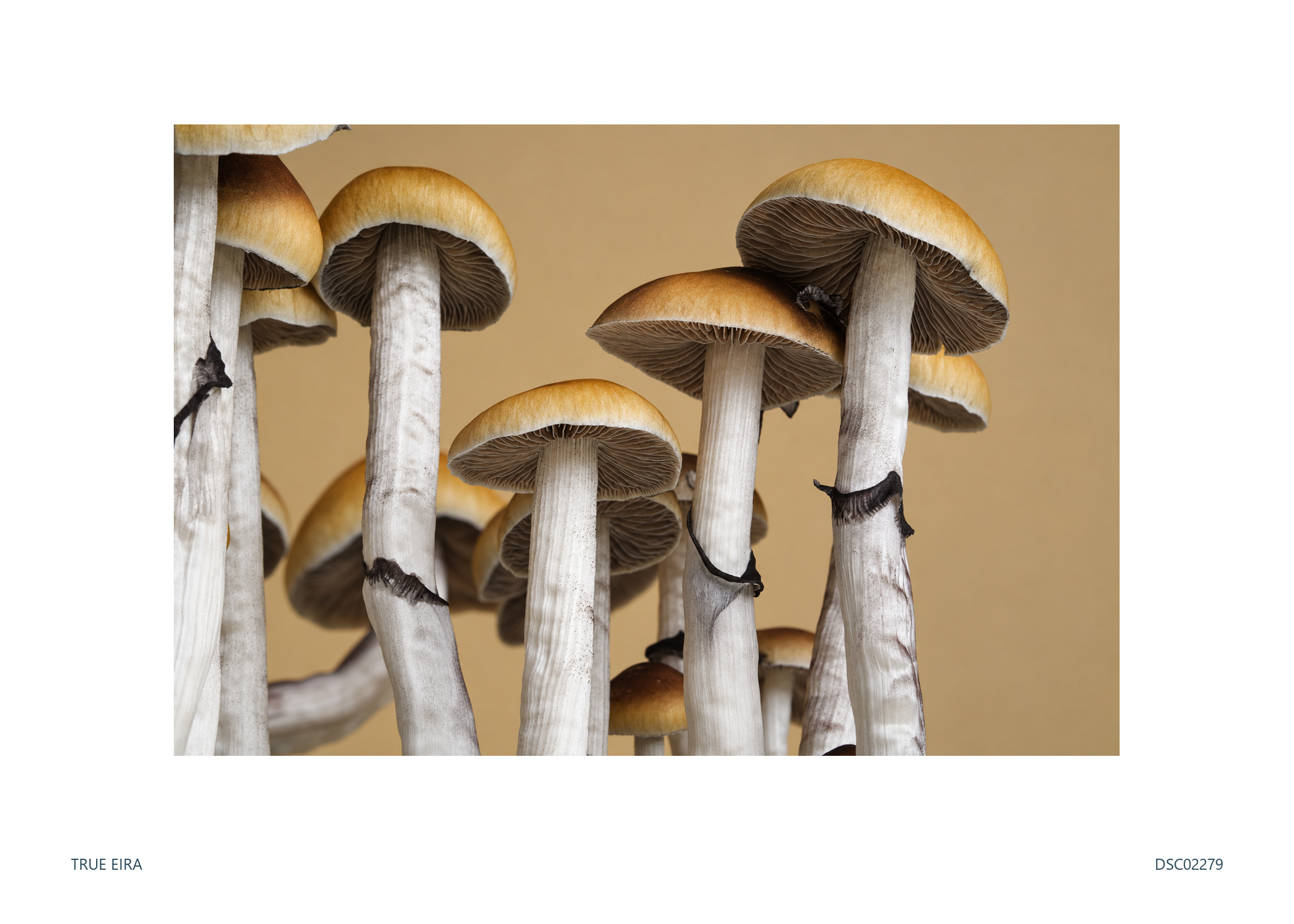 Cluster · DSC02279 — exact white-bordered print