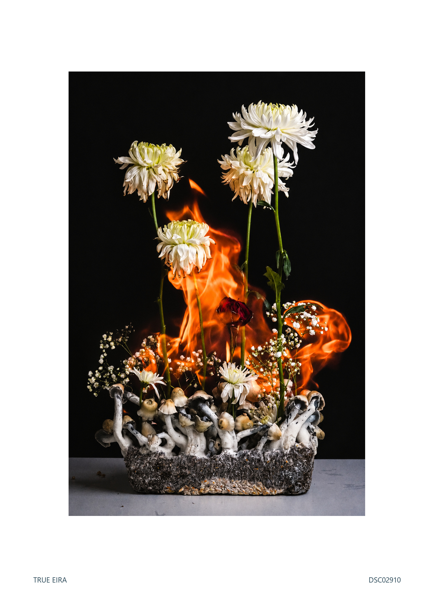 Still life · DSC02910 — exact white-bordered print