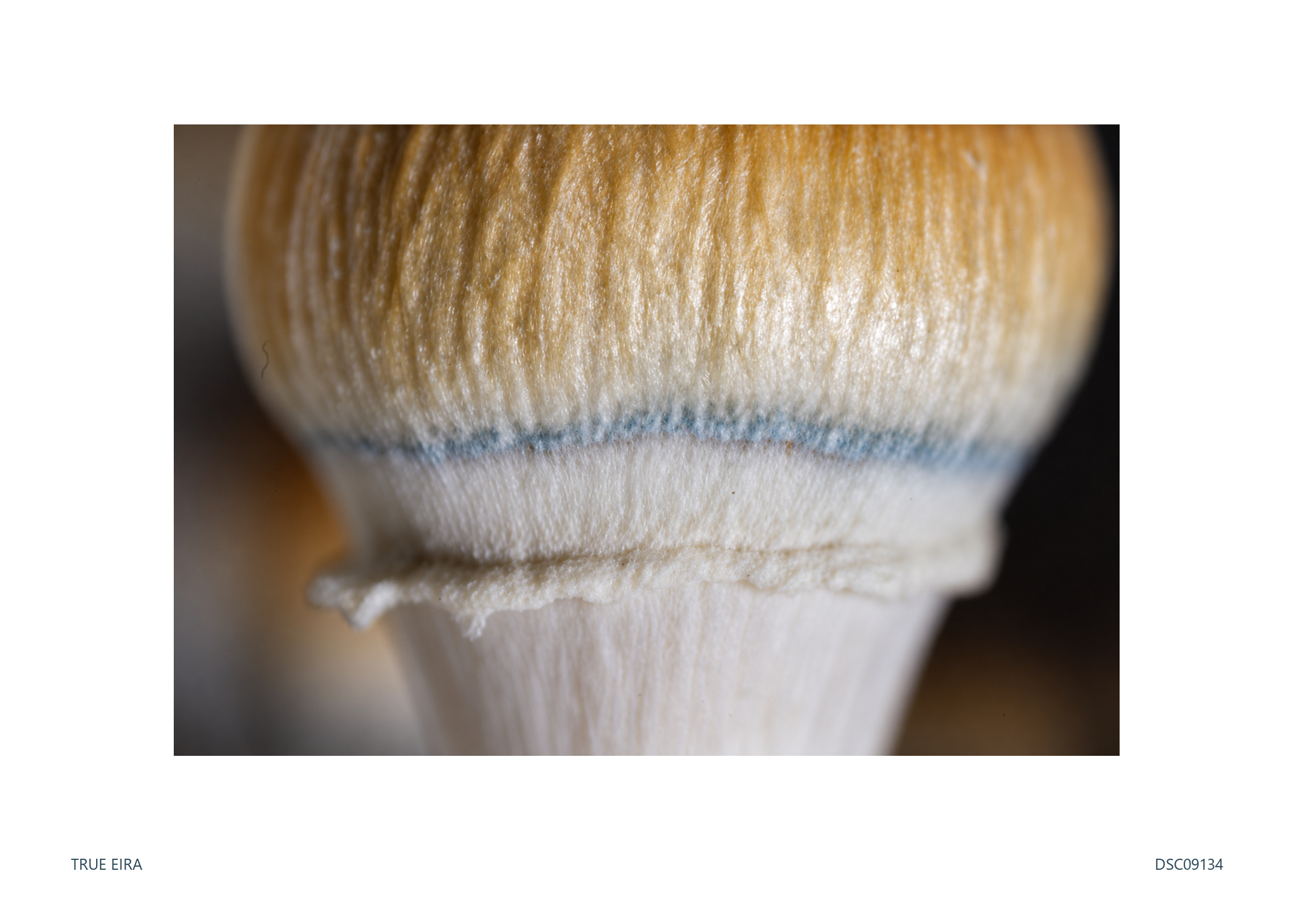 Texture study · DSC09134 — exact white-bordered print