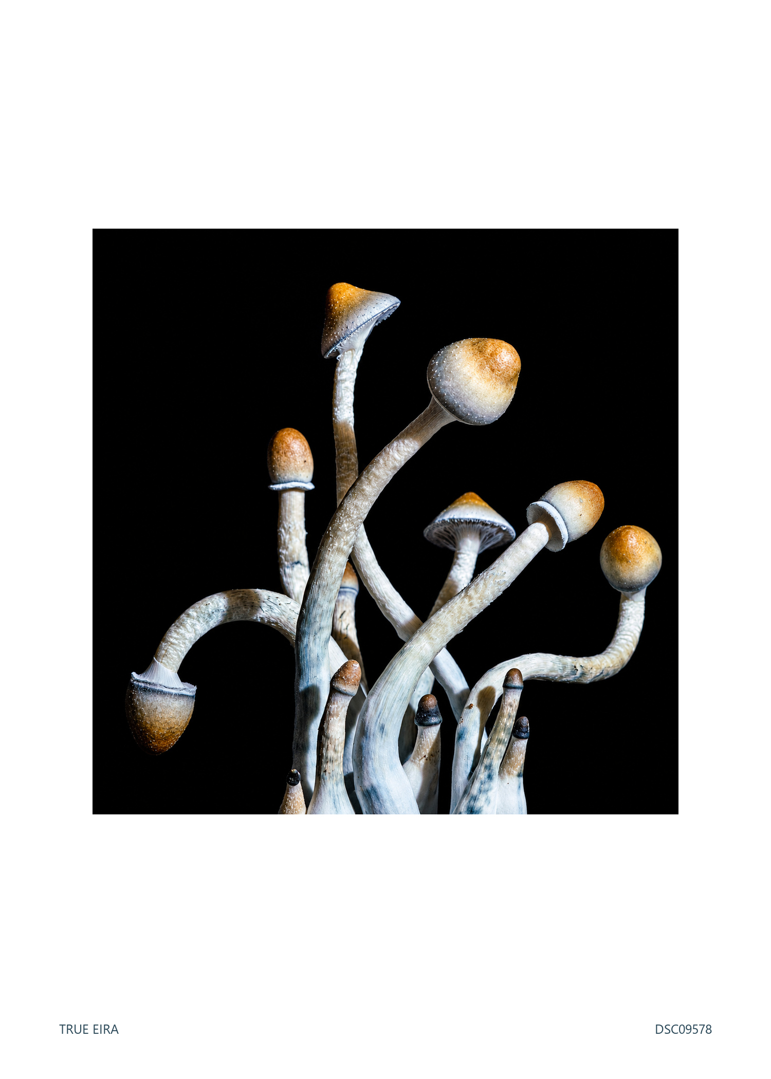 Cluster · DSC09578 — exact white-bordered print