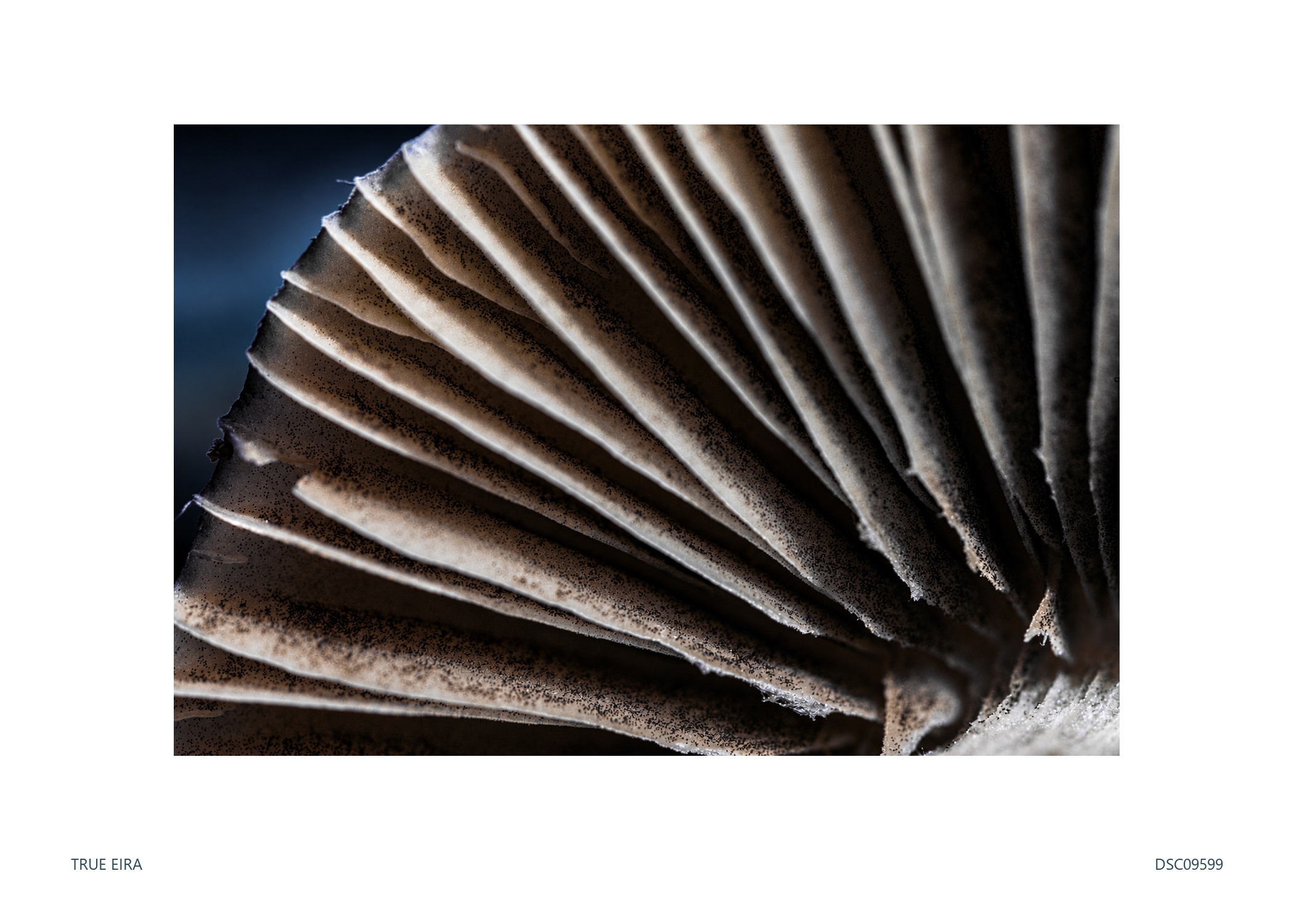 Gill study · DSC09599 — exact white-bordered print