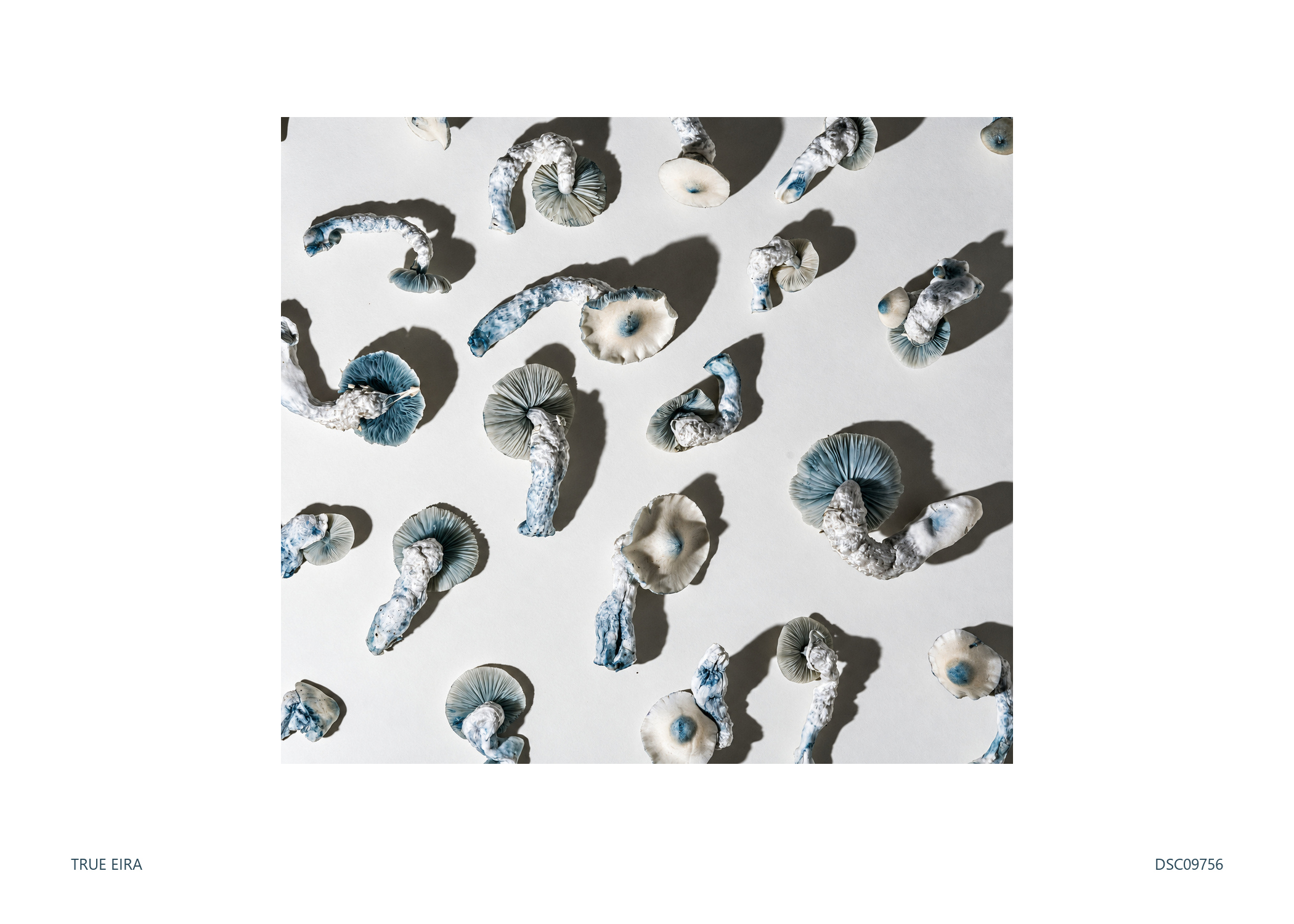 Pattern · DSC09756 — exact white-bordered print