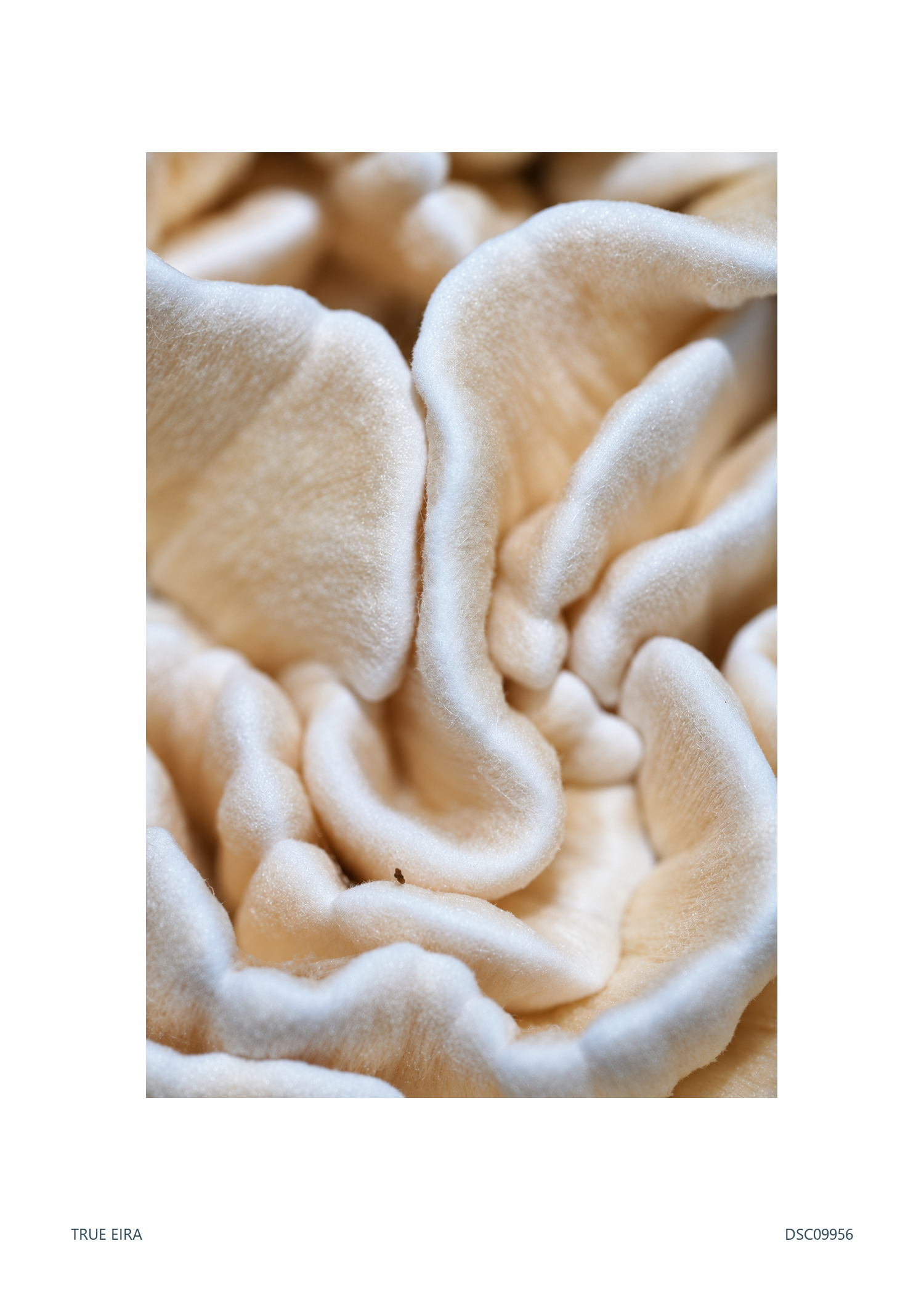 Texture study · DSC09956 — exact white-bordered print