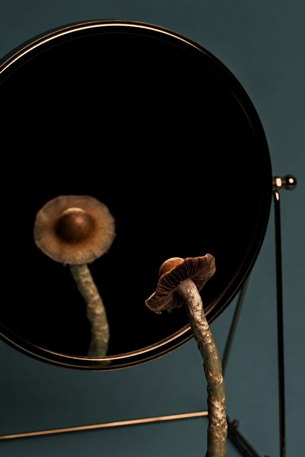 Still life, photograph from the True Eira archive