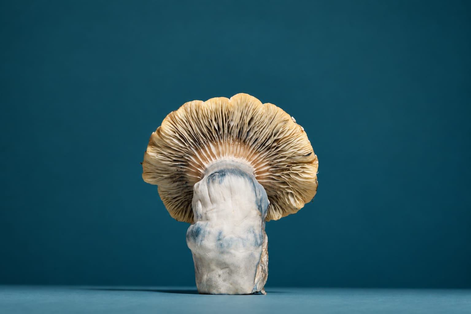 Specimen, photograph from the True Eira archive