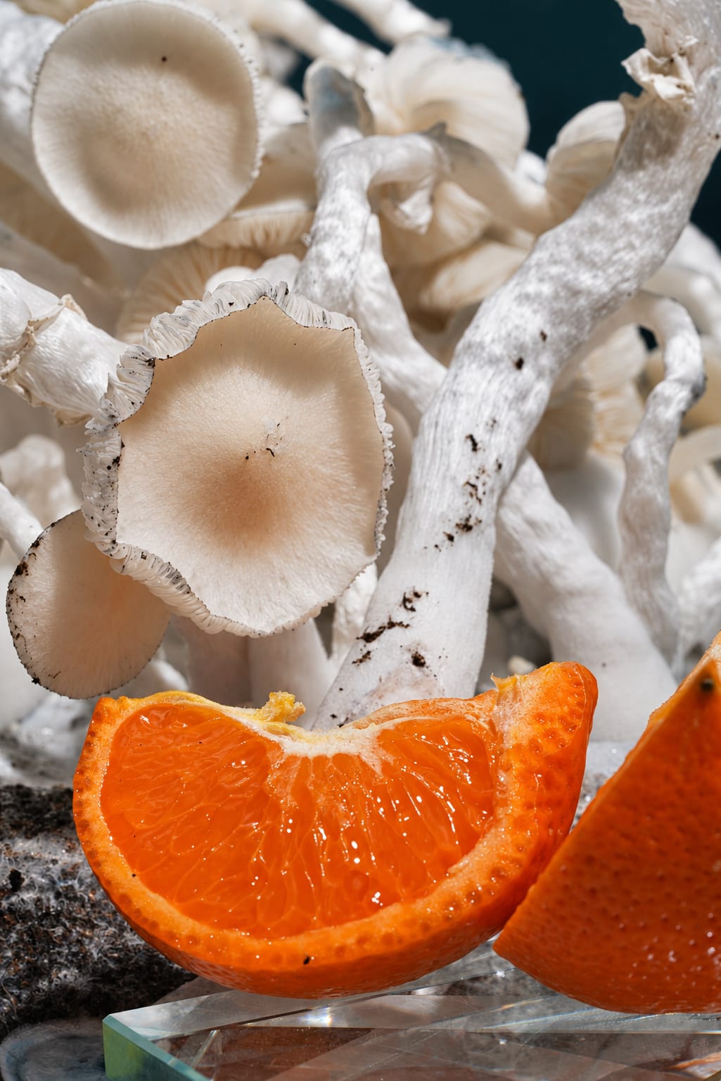 Still life, photograph from the True Eira archive