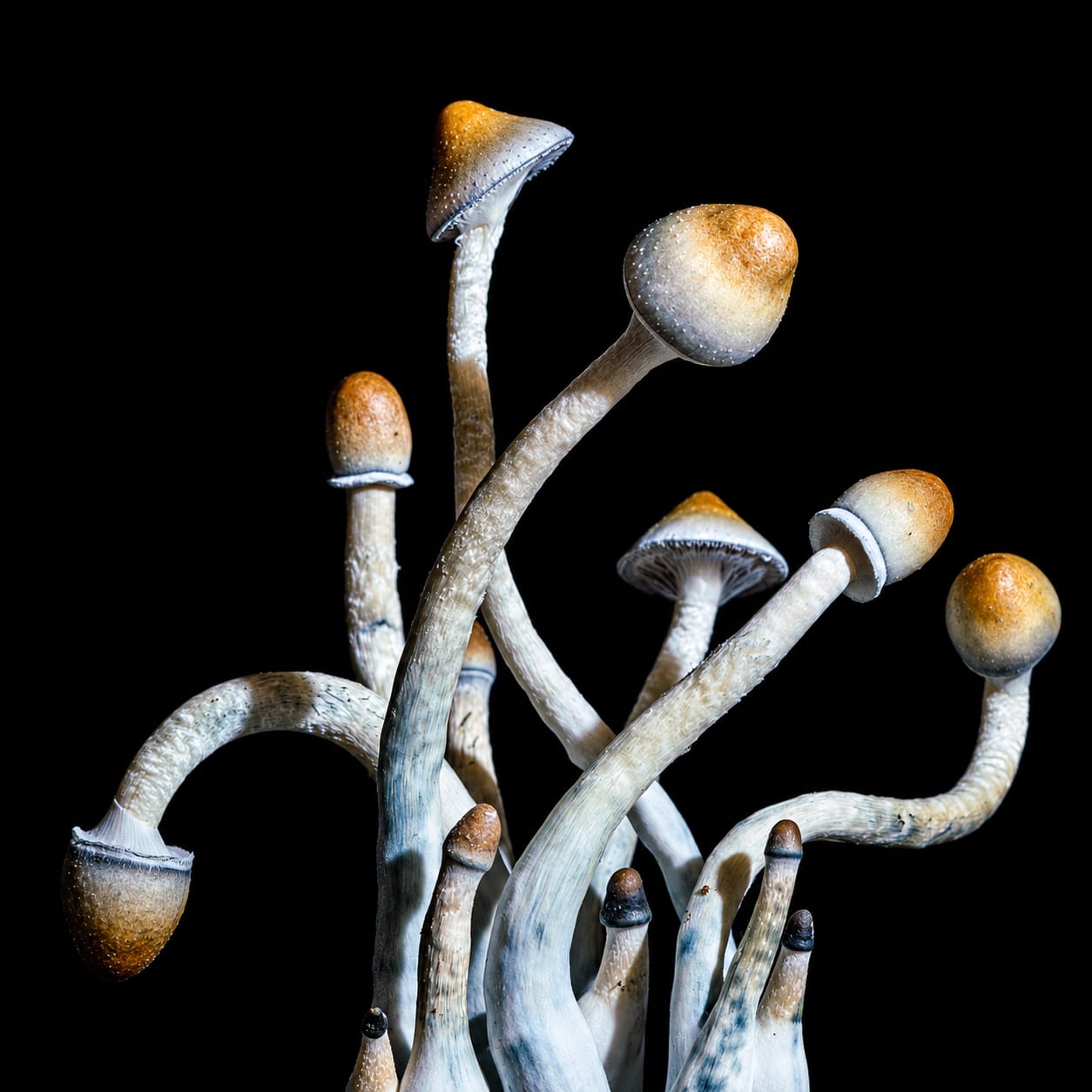 Cluster, photograph from the True Eira archive