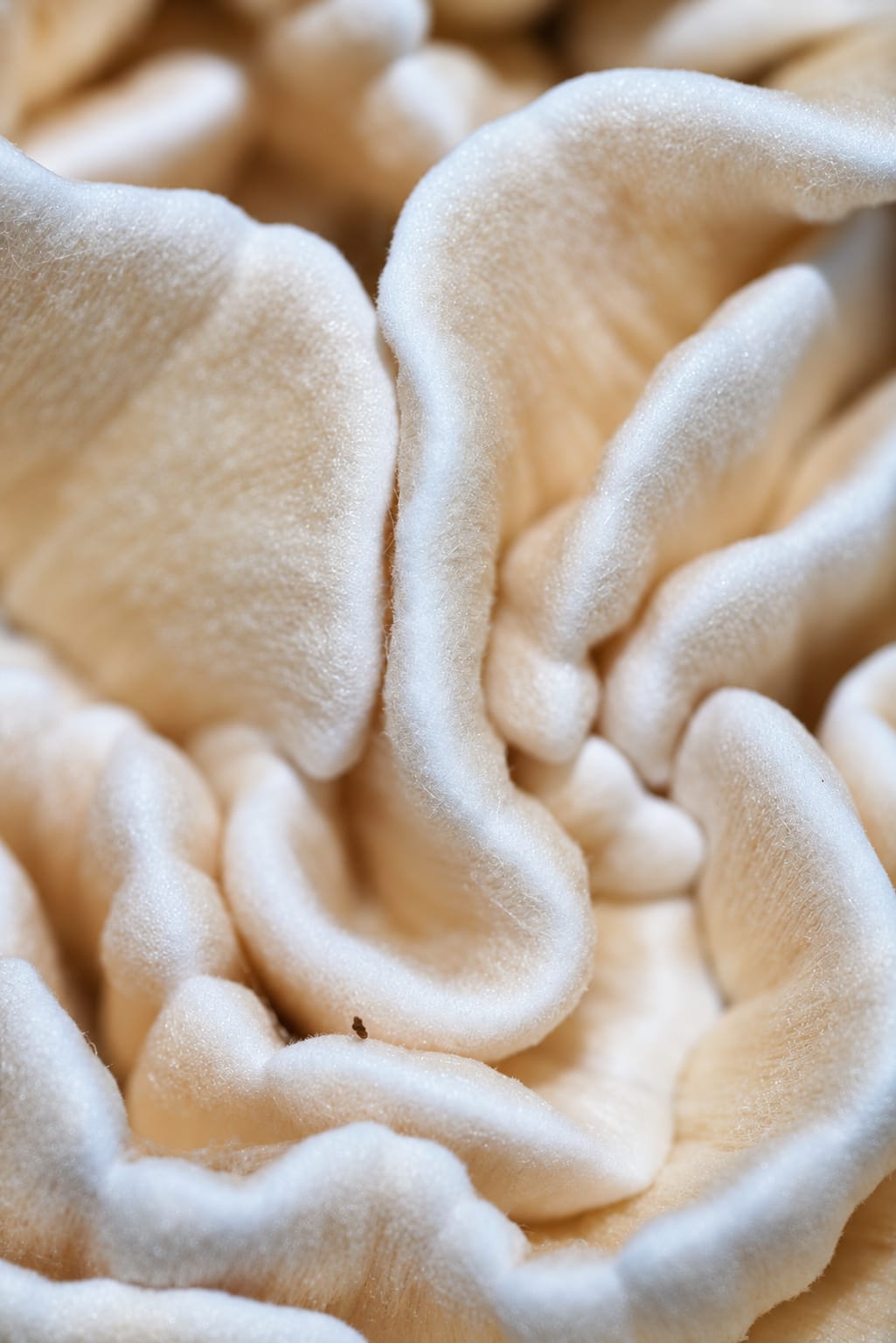 Texture study, photograph from the True Eira archive